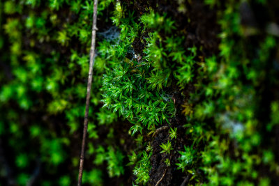 Kintamani, Indonesia — fine art travel photography print available from Clever Tourists