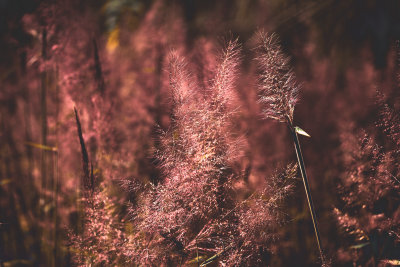 Kintamani, Indonesia — fine art travel photography print available from Clever Tourists