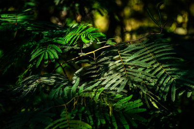 Kintamani, Indonesia — fine art travel photography print available from Clever Tourists
