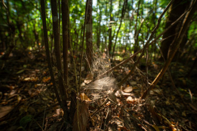 Kintamani, Indonesia — fine art travel photography print available from Clever Tourists