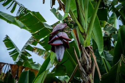 Kintamani, Indonesia — fine art travel photography print available from Clever Tourists