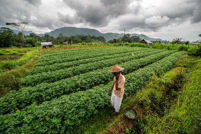 Sidemen, Indonesia — fine art travel photography print available from Clever Tourists
