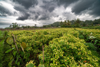 Sidemen, Indonesia — fine art travel photography print available from Clever Tourists