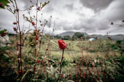 Sidemen, Indonesia — fine art travel photography print available from Clever Tourists