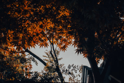 Seoul, South Korea — fine art travel photography print available from Clever Tourists
