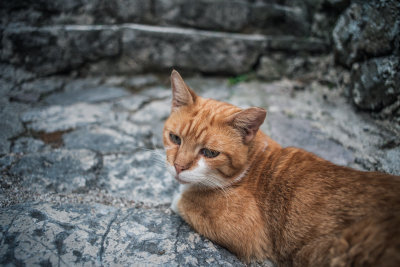 Kotor, Montenegro — fine art travel photography print available from Clever Tourists