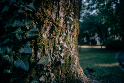 Cetinje, Montenegro — fine art travel photography print available from Clever Tourists