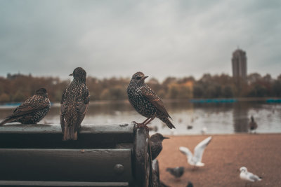 London, England — fine art travel photography print available from Clever Tourists