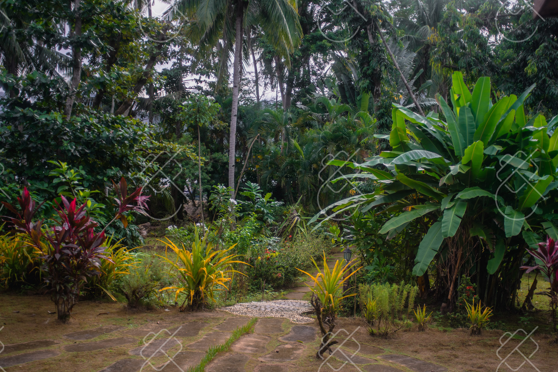 A stone garden path through dense palm and banana-leaf jungle foliage — Sabang, fine art travel photography print available from Clever Tourists