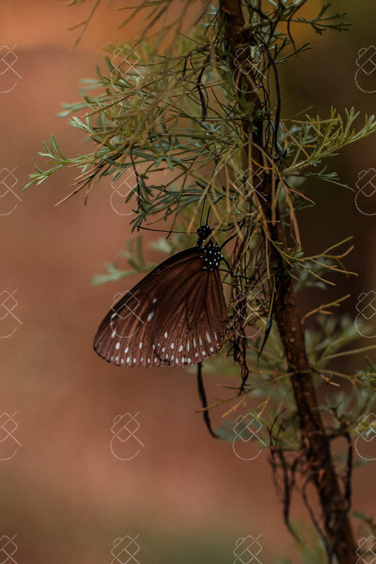 A butterfly resting on a branch in the jungle just behind the beach — Sabang, fine art travel photography print available from Clever Tourists