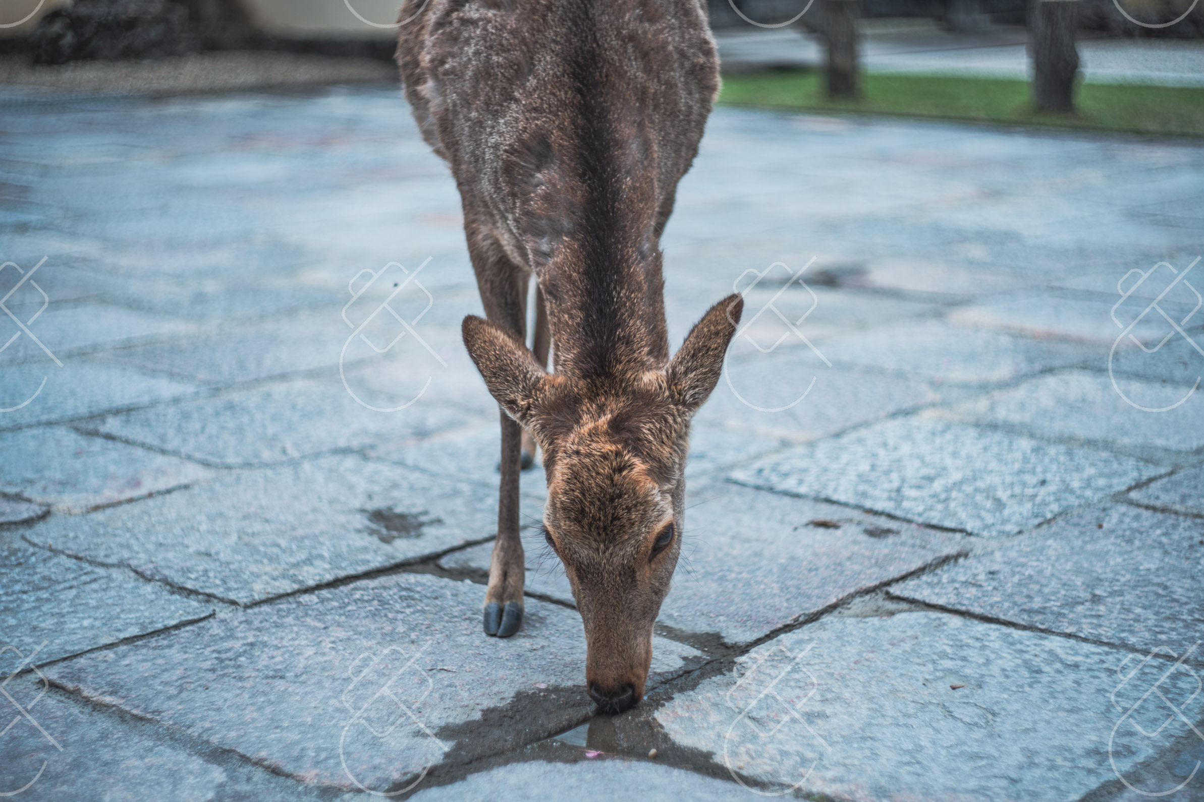 Nara — fine art travel photography print available from Clever Tourists