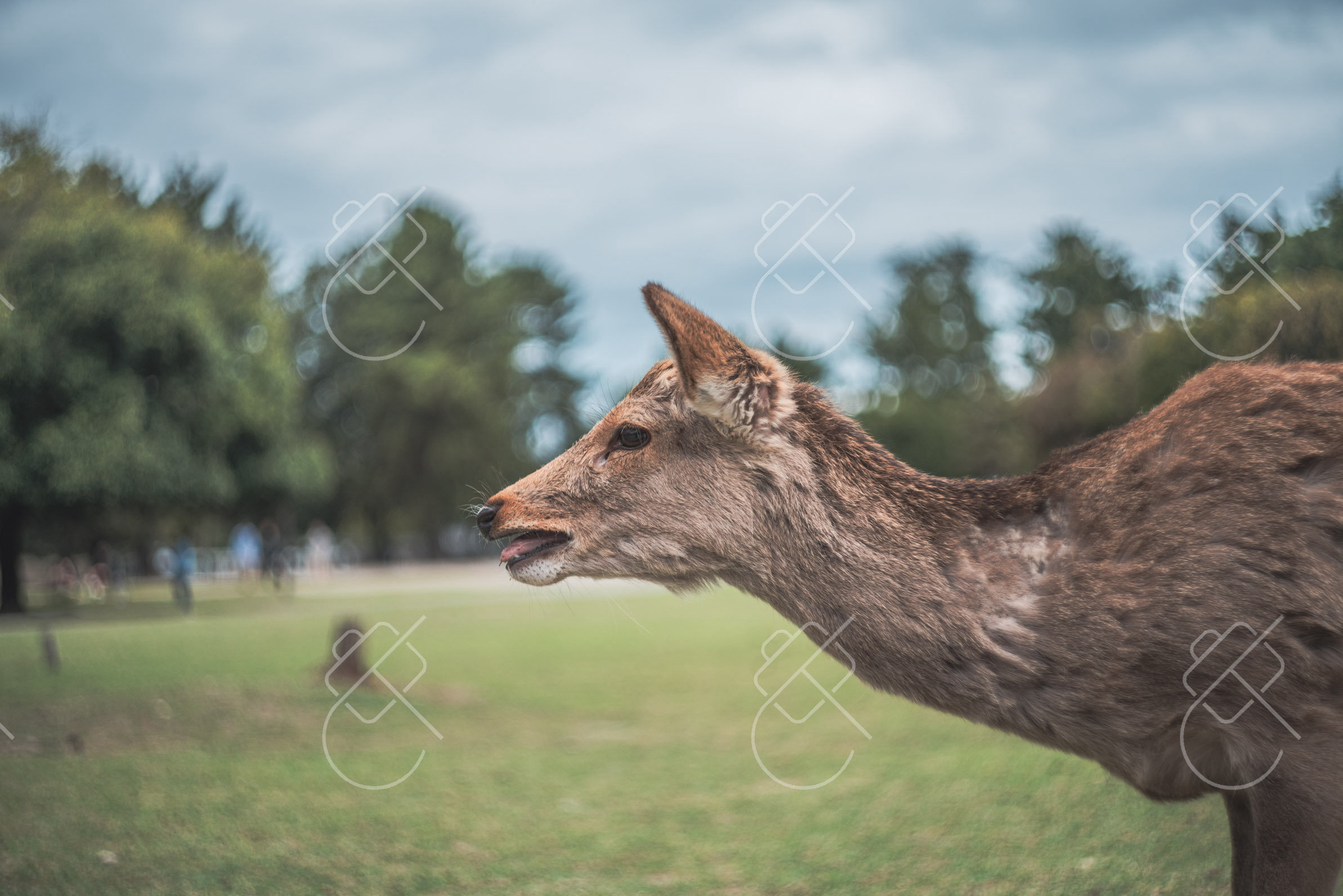 Nara — fine art travel photography print available from Clever Tourists