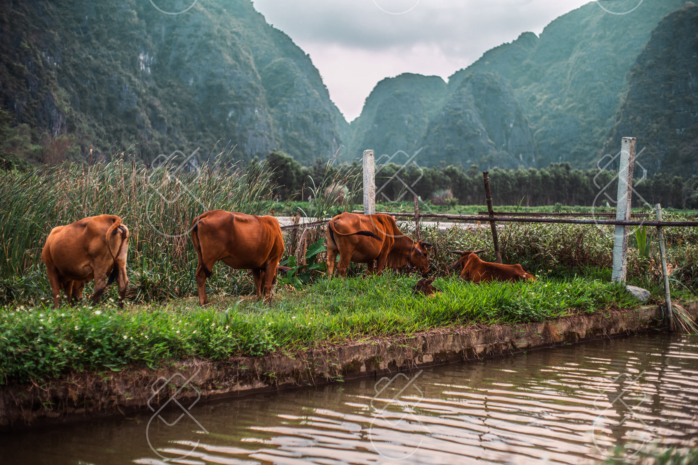 Cattle grazing in the working countryside below the karst — Tam Coc, Bich Dong & the countryside, fine art travel photography print available from Clever Tourists