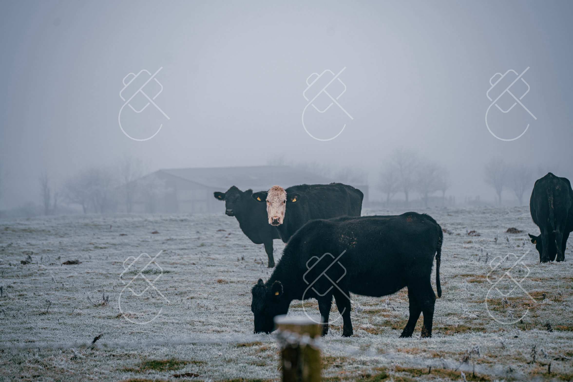 Cattle standing in a frosted Somerset field on a foggy December morning — Cheddar Gorge, fine art travel photography print available from Clever Tourists