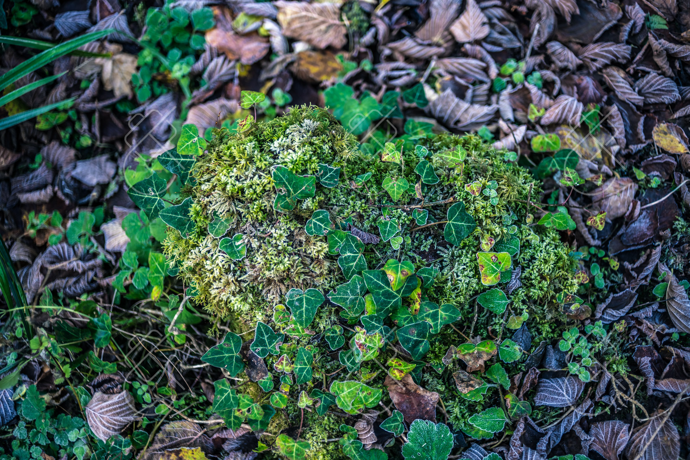 Moss and ivy holding frost on the woodland floor below the cliffs — Cheddar Gorge, fine art travel photography print available from Clever Tourists